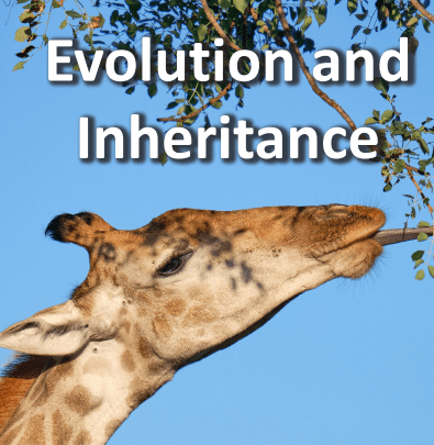 Evolution And Inheritance