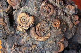 Fossils