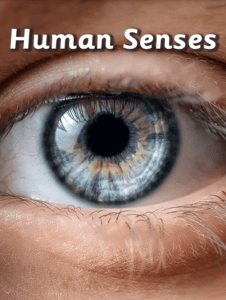 Human Senses