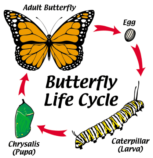 Life Cycles